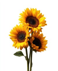 Naklejka premium Three vibrant yellow sunflowers, slightly overlapping, with dark brown centers and a few green leaves, on a single stem against a stark white background