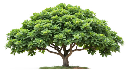 Obraz premium A dense, verdant tree with abundant green leaves and a strong trunk, isolated against a white backdrop isolated on transparent background