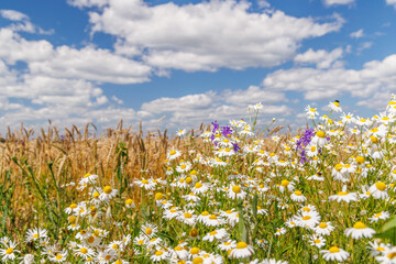 Obraz premium Blossom-filled field under a sunny summer sky