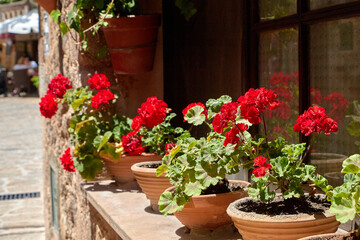 Red geraniums in terracotta pots line a sunny windowsill on a rustic stone building, adding charm and color to a quiet Mediterranean street; geraniums, pots;