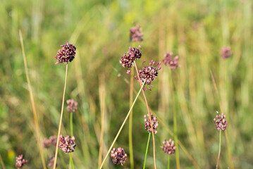 Sand leek, rocambole, 
Allium scorodoprasum flowers closeup selective focus