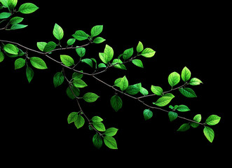 A bunch of green leaves isolated on a black background, 