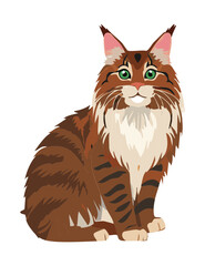 Majestic Brown White Maine Coon Sitting