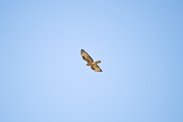 Common Buzzard (Buteo buteo) flying in a blue sky. Common Buzzard soars in search of prey. Bird,...