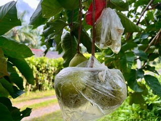 Santol fruit in plastic bag hanging on tree, organic food concept