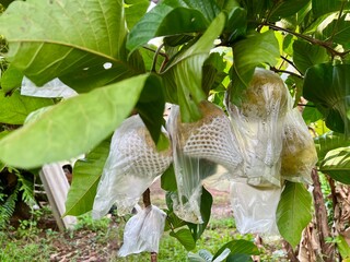 Santol fruit in plastic bag hanging on tree, organic food concept