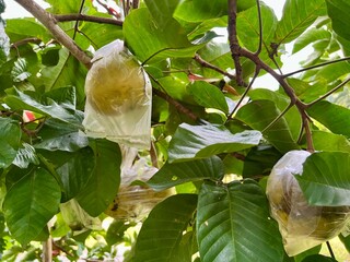 Fresh mangosteen fruit in hand on the background of nature