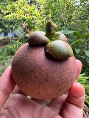 Fresh mangosteen fruit in hand on the background of nature