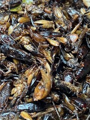 Close-up fried insects at street food in Thailand