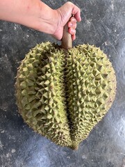 Durian fruit on the black background, Durian is a king of fruit.
