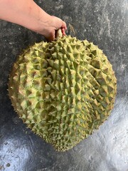 Durian fruit on the black background, Durian is a king of fruit.