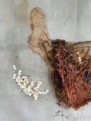 Honeycomb of Stingless bee with Gecko eggs on cement wall