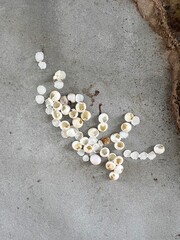 Gecko eggs on cement floor, top view. Nature background