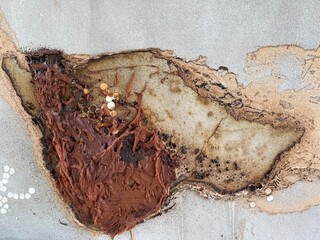 Honeycomb of Stingless bee on the wall