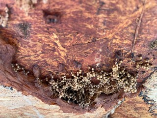 Honeycomb of Stingless bee on the bark