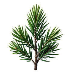 Pine needle cluster forest isolated, Evergreen tree nature detail, Organic sharp foliage, Seasonal green object, Decorative design component