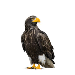 Fototapeta premium Majestic Steller's Sea Eagle: A Stunning Portrait