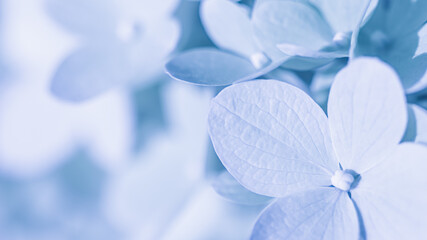 Background of white blue petals of Hydrangea or Hydrangea. Soft focus