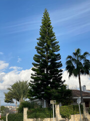 Tall evergreen tree with lush green foliage stands prominently against a bright blue sky,...