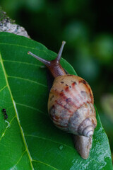 Giant African Land Snail - Achatina fulica large land snail in Achatinidae, similar to Achatina achatina and Archachatina marginata, pest issues, invasive species of sna 
