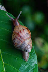 Giant African Land Snail - Achatina fulica large land snail in Achatinidae, similar to Achatina achatina and Archachatina marginata, pest issues, invasive species of sna 