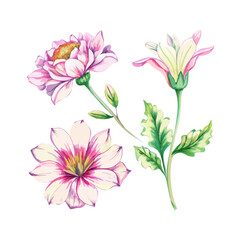 vector illustration of flowers. Floral watercolor set. Different vector elements. Hand drawn detailed botanical vector illustration