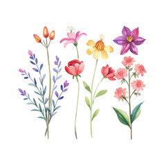 vector illustration of flowers. Floral watercolor set. Different vector elements. Hand drawn detailed botanical vector illustration