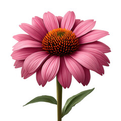 Obraz premium Vibrant pink coneflower with orange center isolated on transparent background