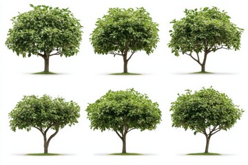 Six vibrant trees stand tall promising life and growth on a bright white in white background. Generative Ai