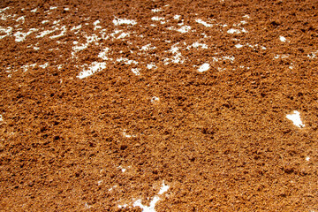 Rooibos drying in the sun near VanRhynsdorp in the Western Cape of South Africa