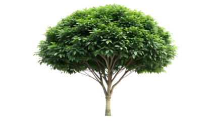 A perfectly shaped green tree with dense leaves, isolated on a transparent background