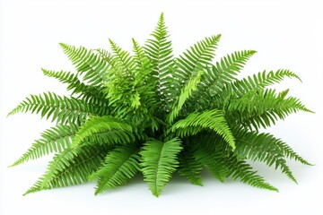 Naklejka premium A vibrant green fern bringing the forest s calm to your home decor on white in white background. Generative Ai