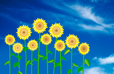 ヒマワリ群生3A