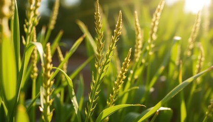 Close-up of wheat plants in a field bathed in warm sunlight at golden hour