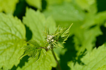 Tube clematis leaves and flower buds - Latin name - Clematis heracleifolia