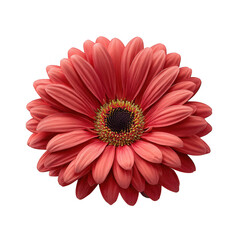 Single coral gerbera daisy flower with intricate petals isolated on transparent background