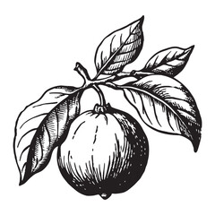 Detailed retro sketch of a ripe quince fruit with leaves and branches