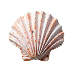 Sea shell pink flat isolated, Natural coastal marine object, Organic ocean texture, Decorative beach element, Soft curve detail