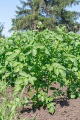 A lush potato plant blooms in a sunny garden, showcasing vibrant green leaves and delicate flowers.