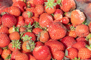 A colorful close-up of fresh, ripe strawberries, a perfect summer treat and healthy fruit.