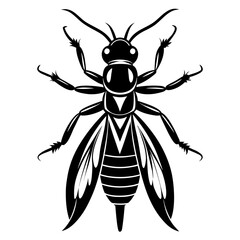 Silhouette of a rove beetle with short wings isolated on white background
