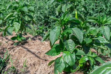 Vibrant pepper plants with lush, green leaves flourishing in a sunny garden setting.
