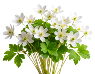 White Wildflowers with Thin Stems and Leaves, isolated delicate wild white flowers like anemones or wood sorrel with wispy