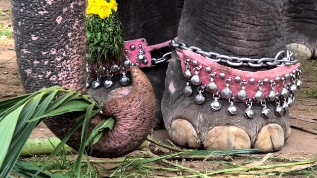 Closeup of trunk of a decorated elephant taking palm leaves