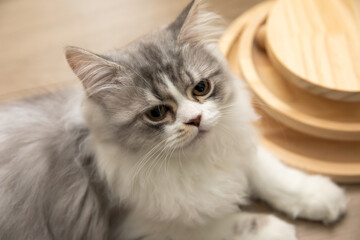 眠そうなネコ
Sleepy cat