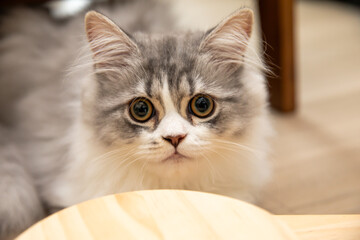 portrait of a cat with blue eyes
キュートなペルシャねこ