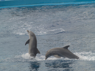 Dolphin Ballet