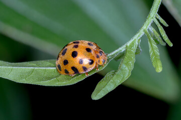 28-Spotted Potato Ladybird (Henosepilachna vigintioctopunctata) - Crawling along a stem