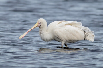 Yellow-billed Spoonbill In Shallow Water
