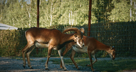 Two goats interacting in natural setting on sunny day